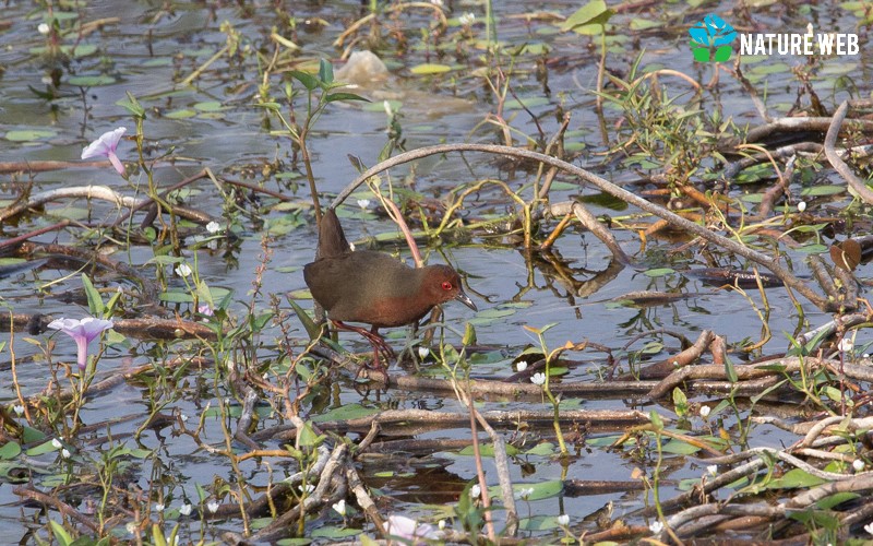 Ruddy-breasted Crake